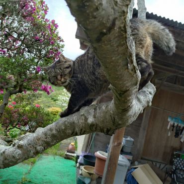 お家は屋根の上