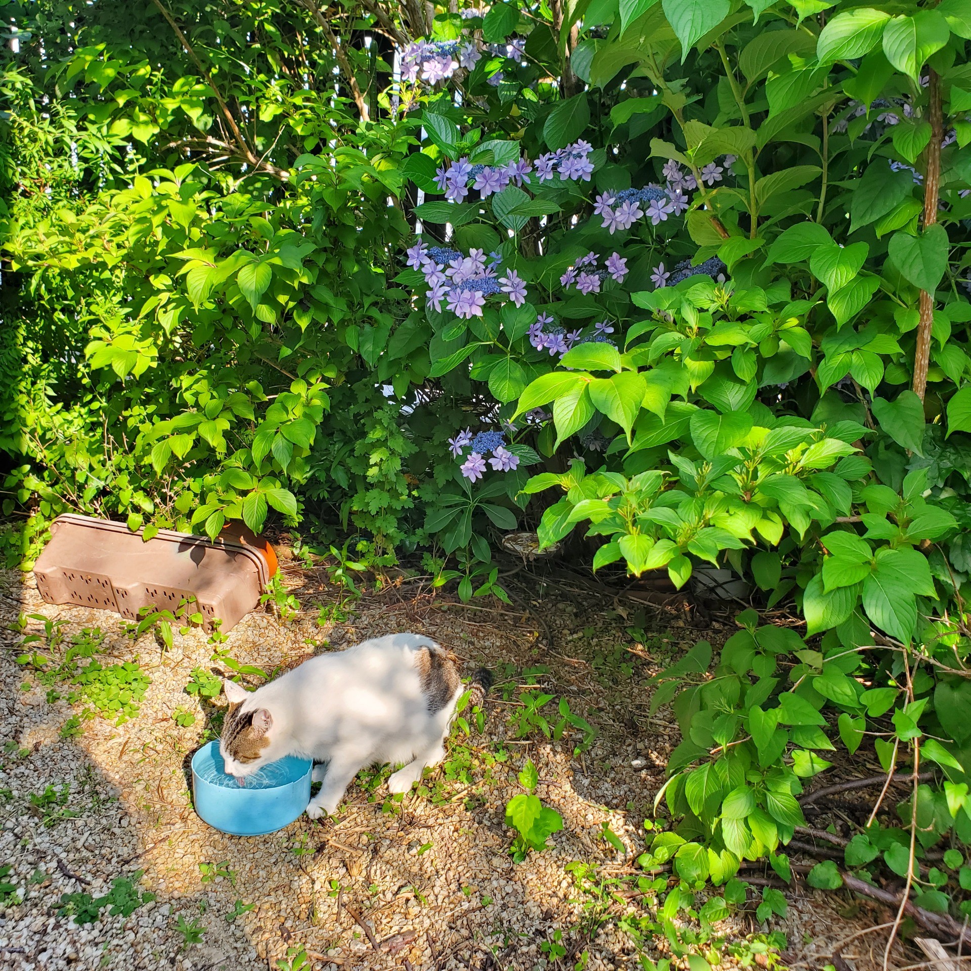 命の水