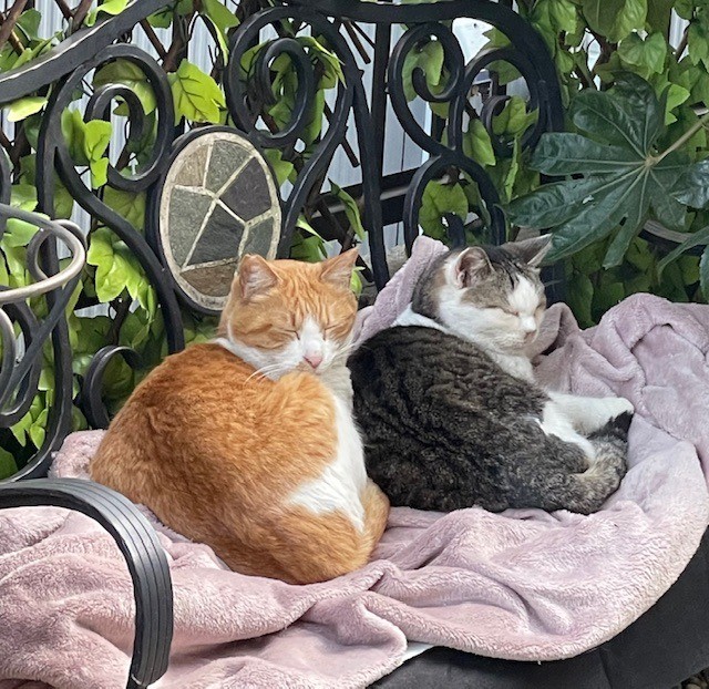 いつもいっしょ