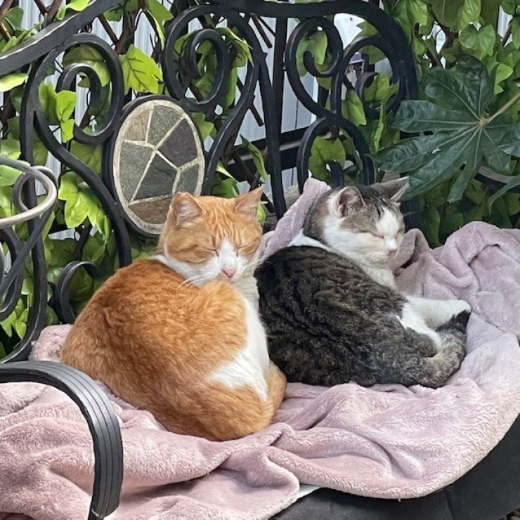 いつもいっしょ