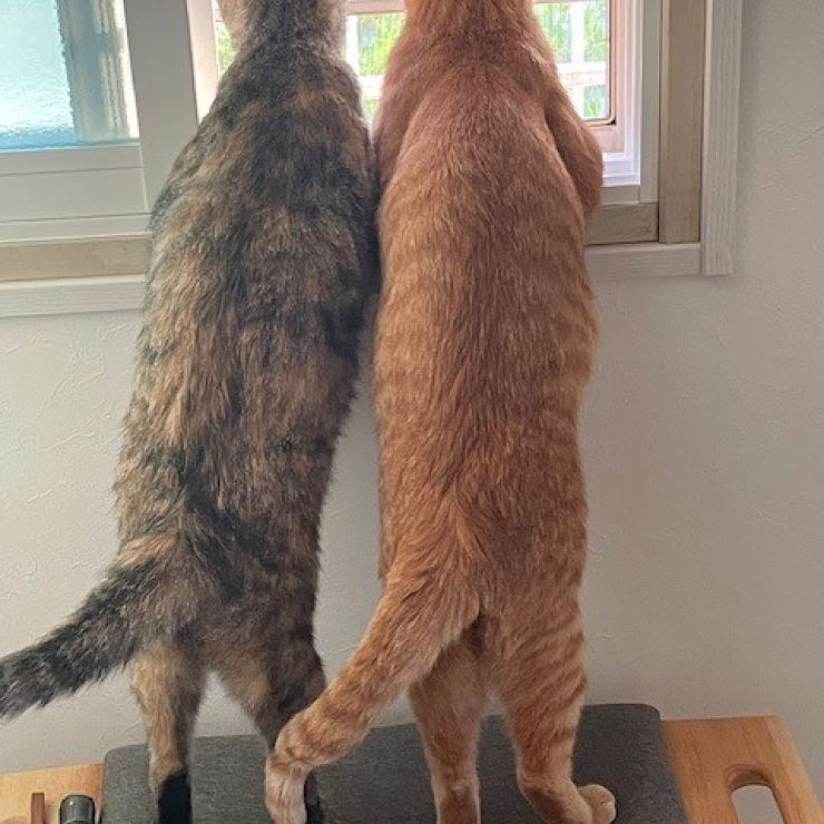 あれにゃんだ?
