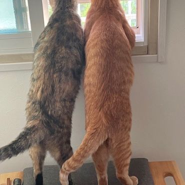 あれにゃんだ？