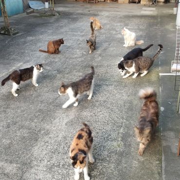 ごはん前にソワソワ