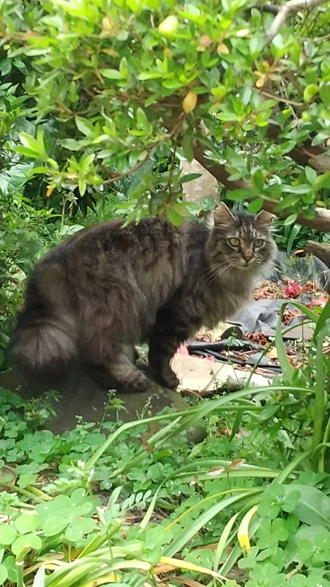 さくらねこだが、野性は忘れず