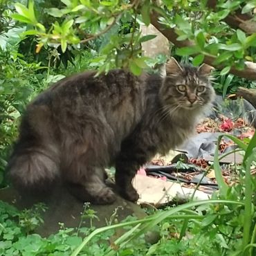 さくら猫だが、野性は忘れず