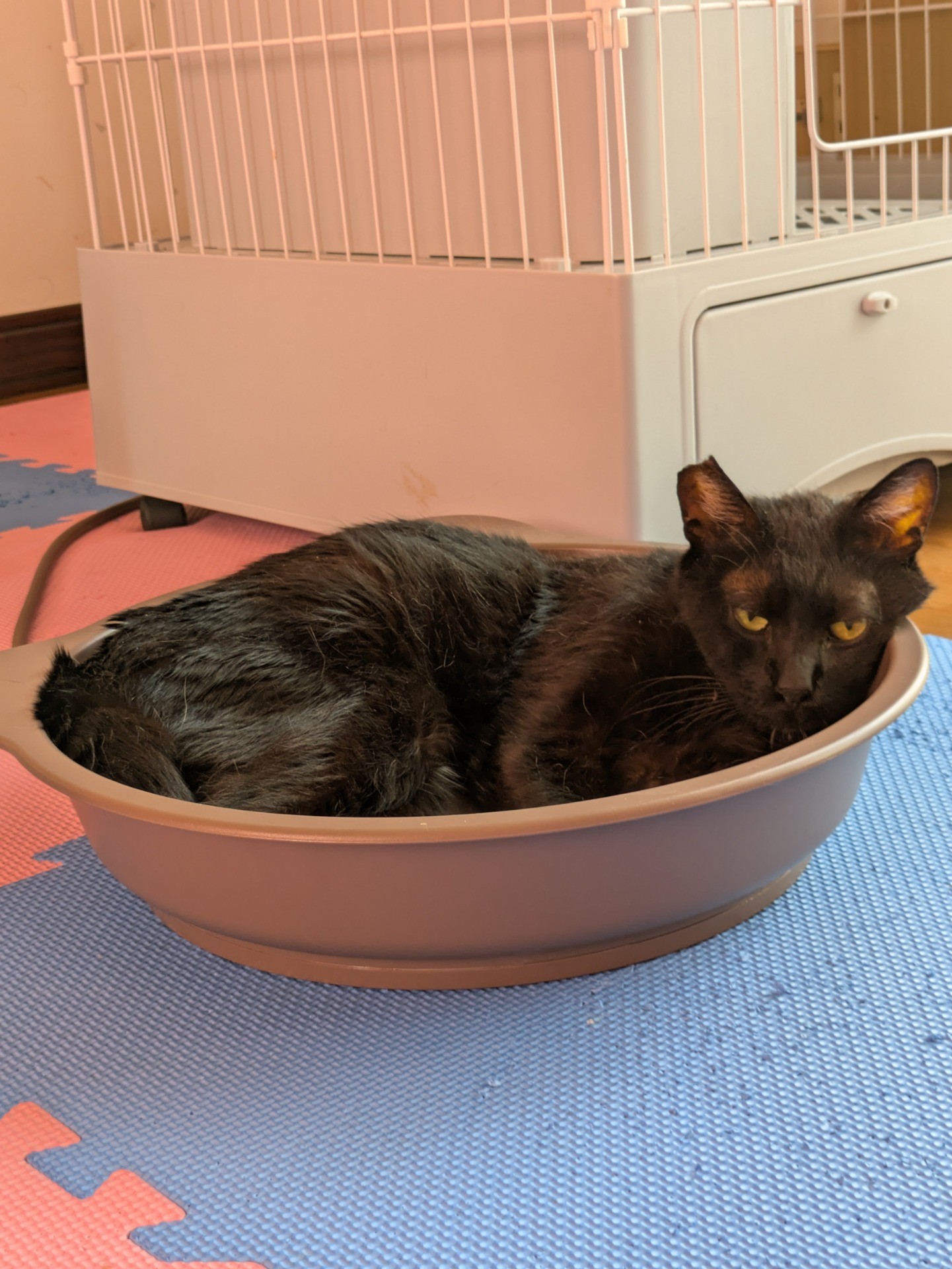 僕、お家猫に…