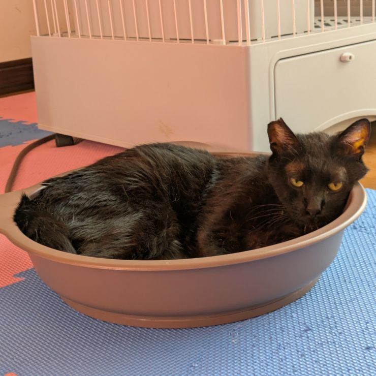 僕、お家猫に…