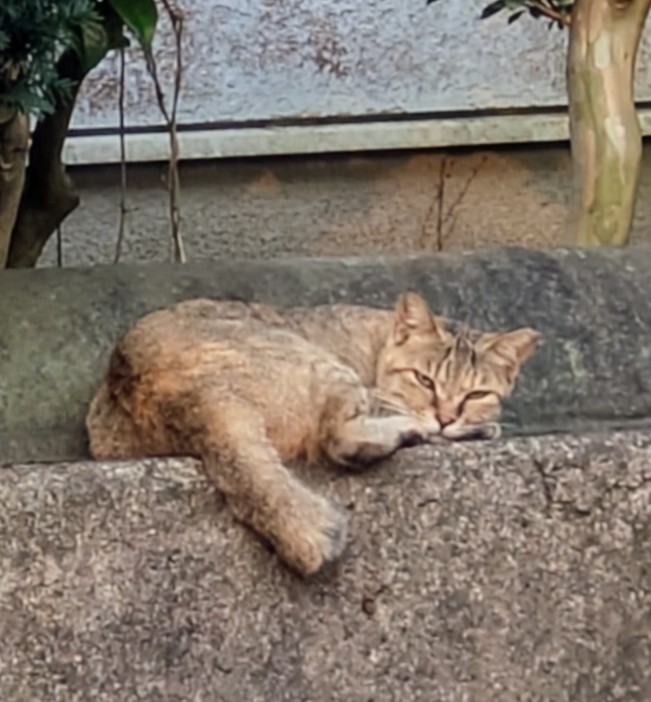 さくらねこムギ！