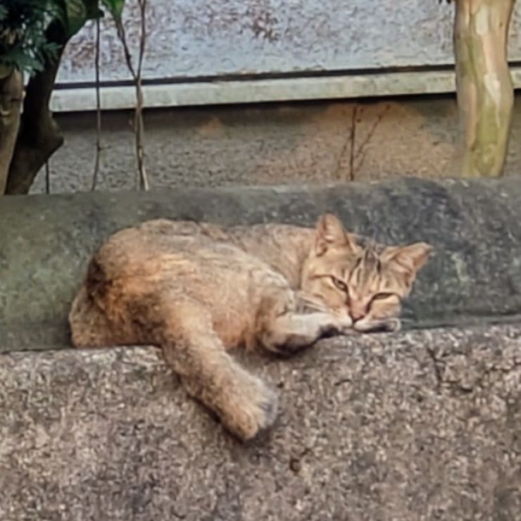 さくらねこムギ！