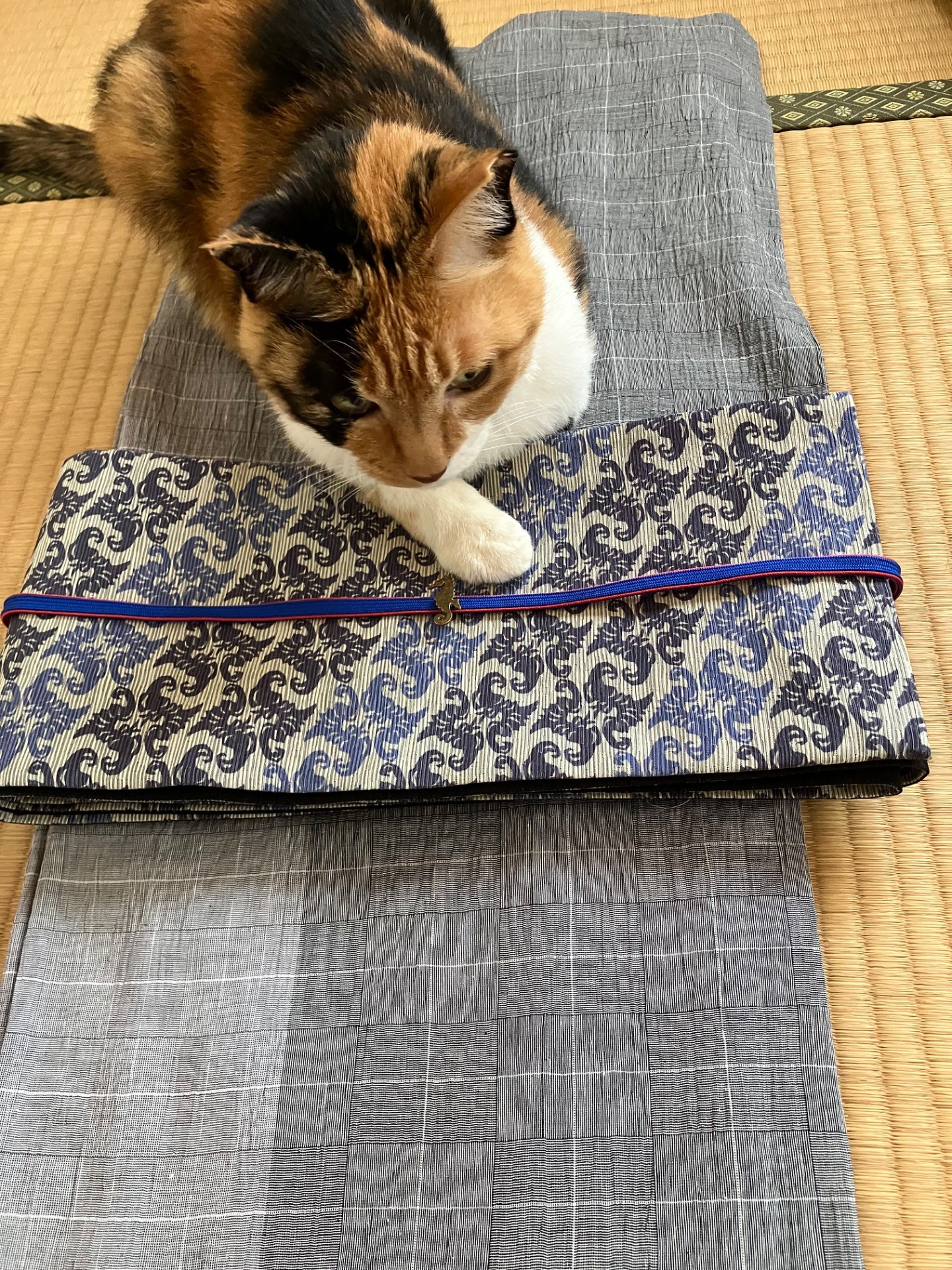 専属コーディネーター