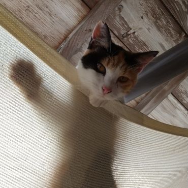 わんぱくミケコ
