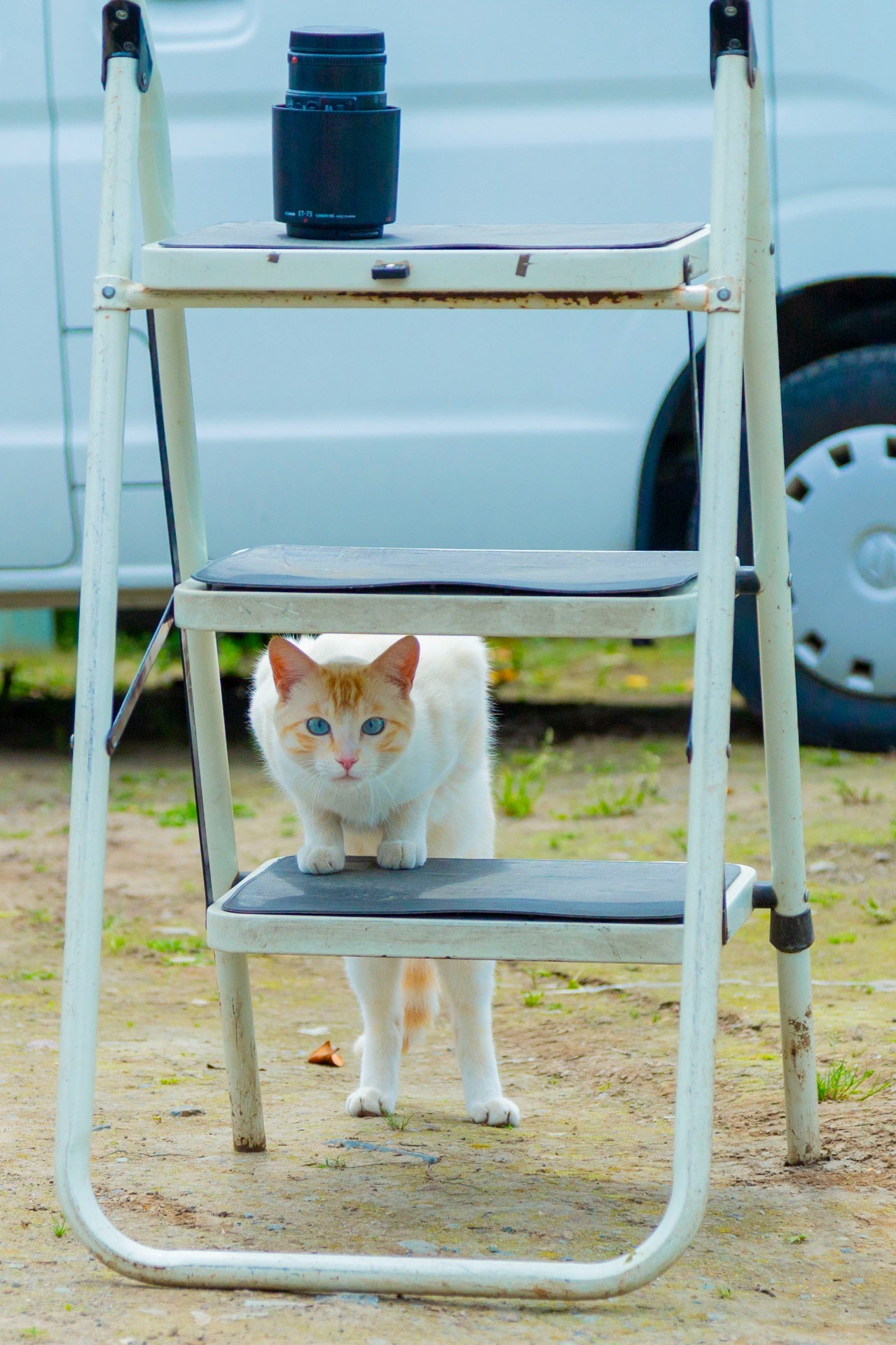 ねこ師匠降臨