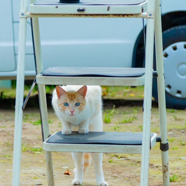 ねこ師匠降臨
