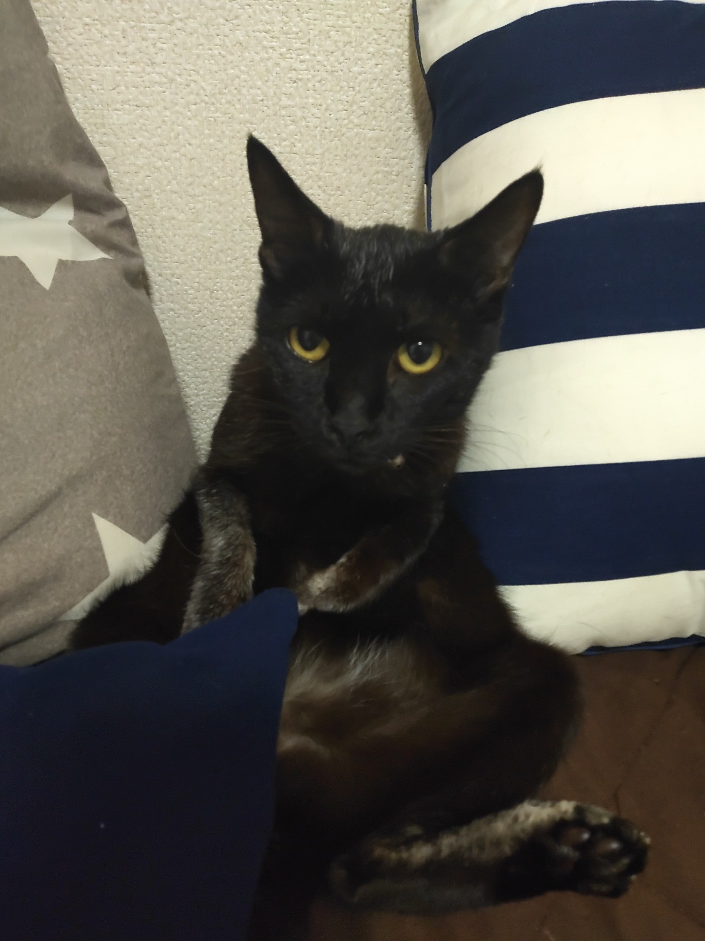 私はキャッシーよ！