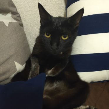 私はキャッシーよ！