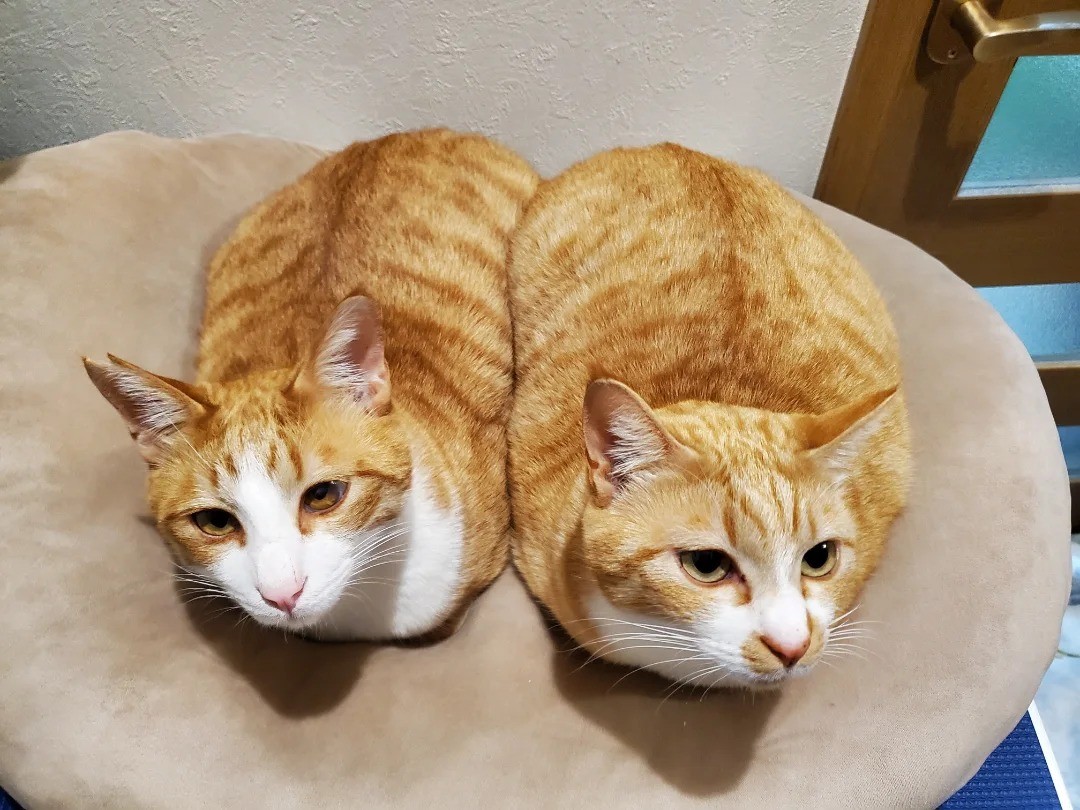 いつも一緒