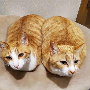 いつも一緒