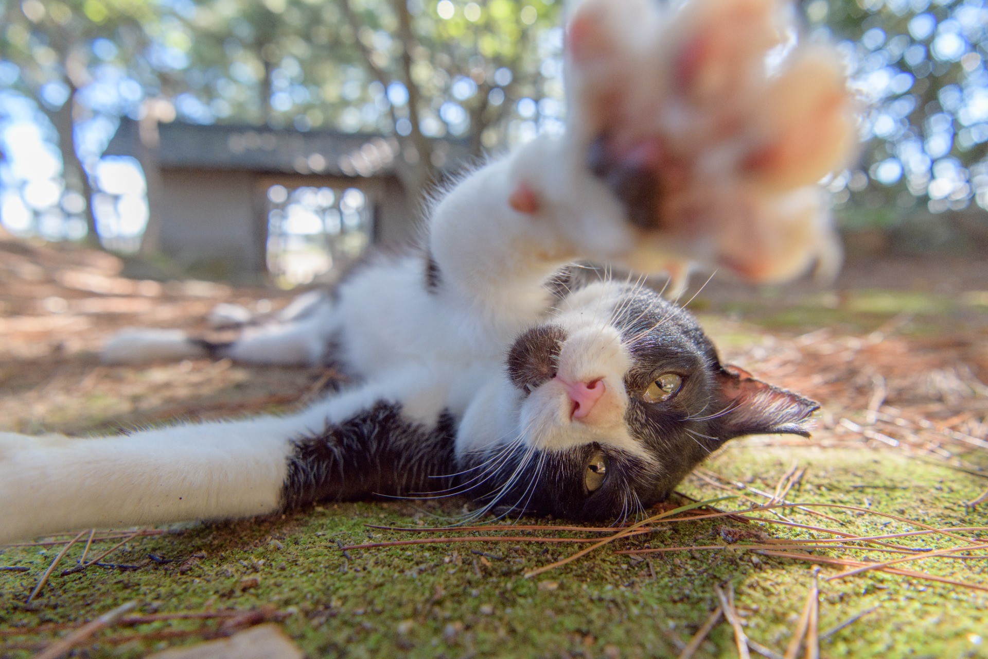 あいさつ代わりのネコパンチ！