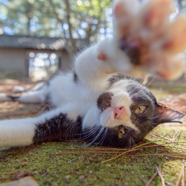 あいさつ代わりのネコパンチ!