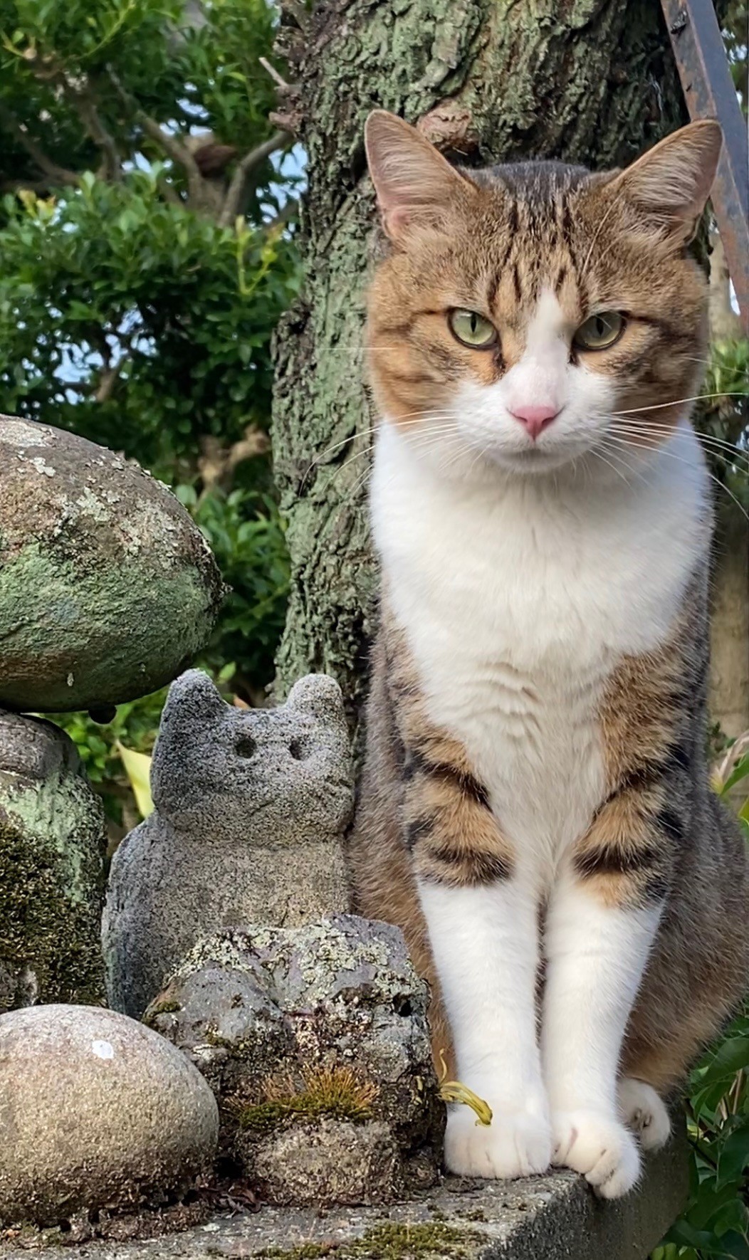 招き猫