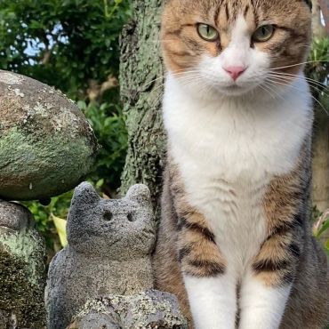 招き猫