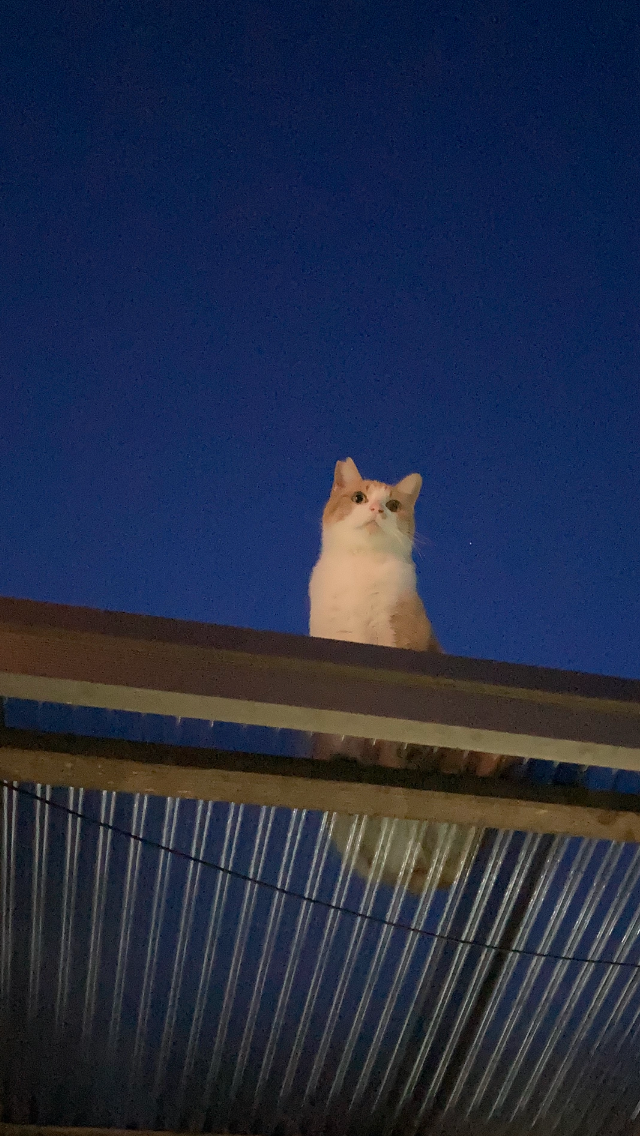 さくらねこ