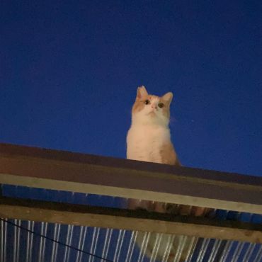 さくらねこ