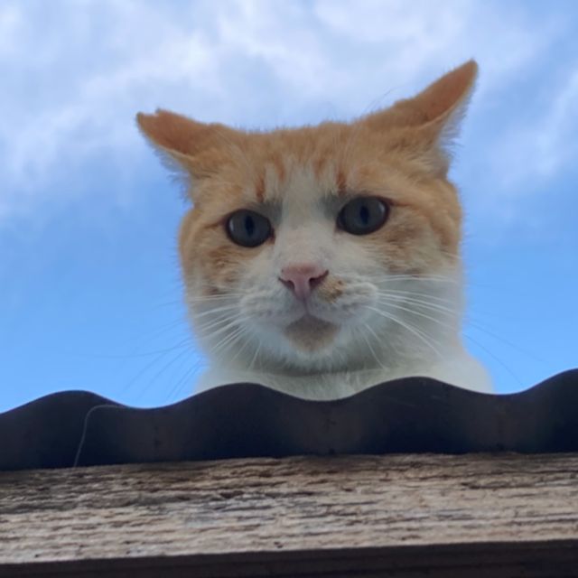 さくらねこ