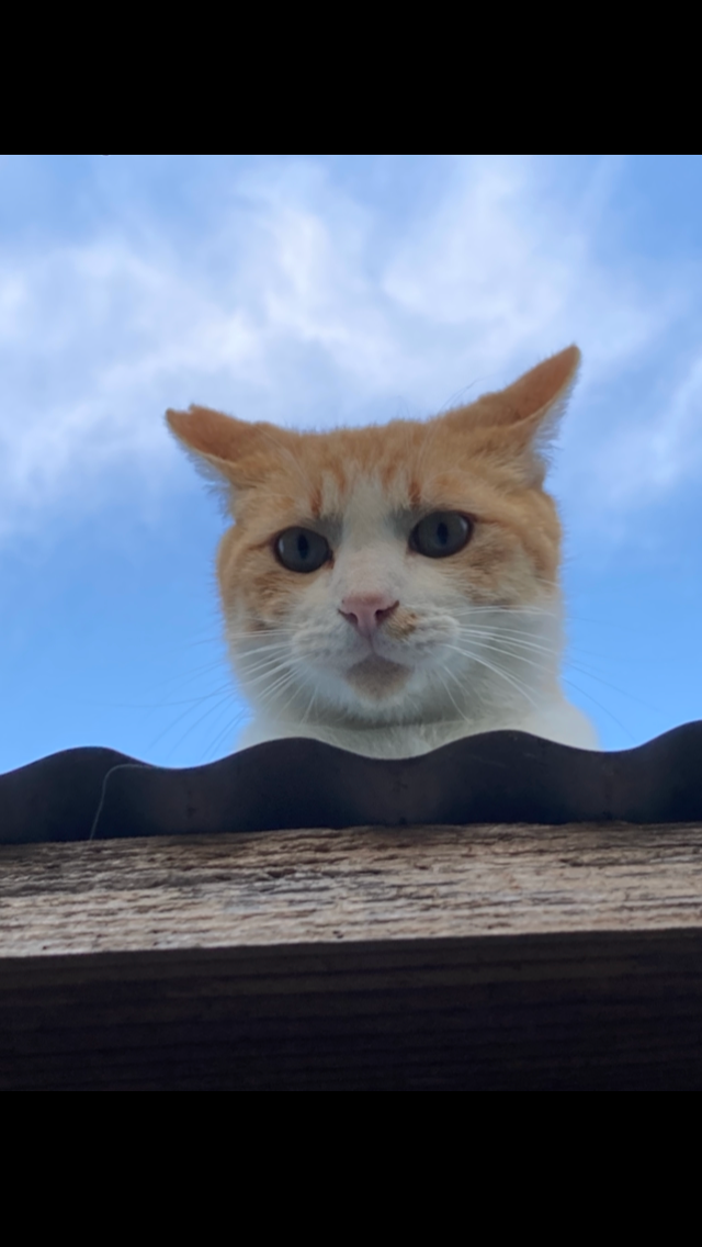さくらねこ