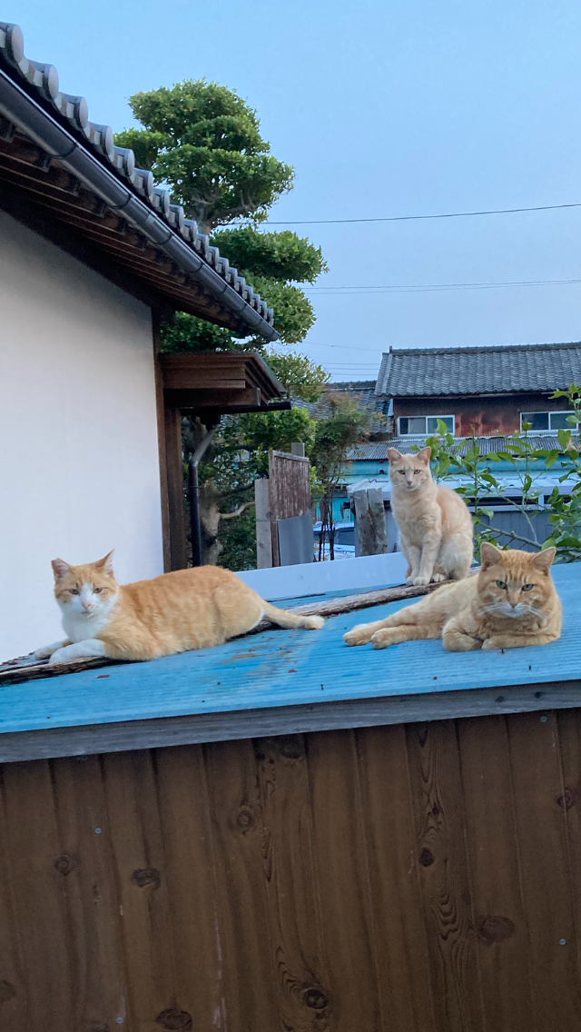 さくらねこ