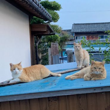 さくらねこ