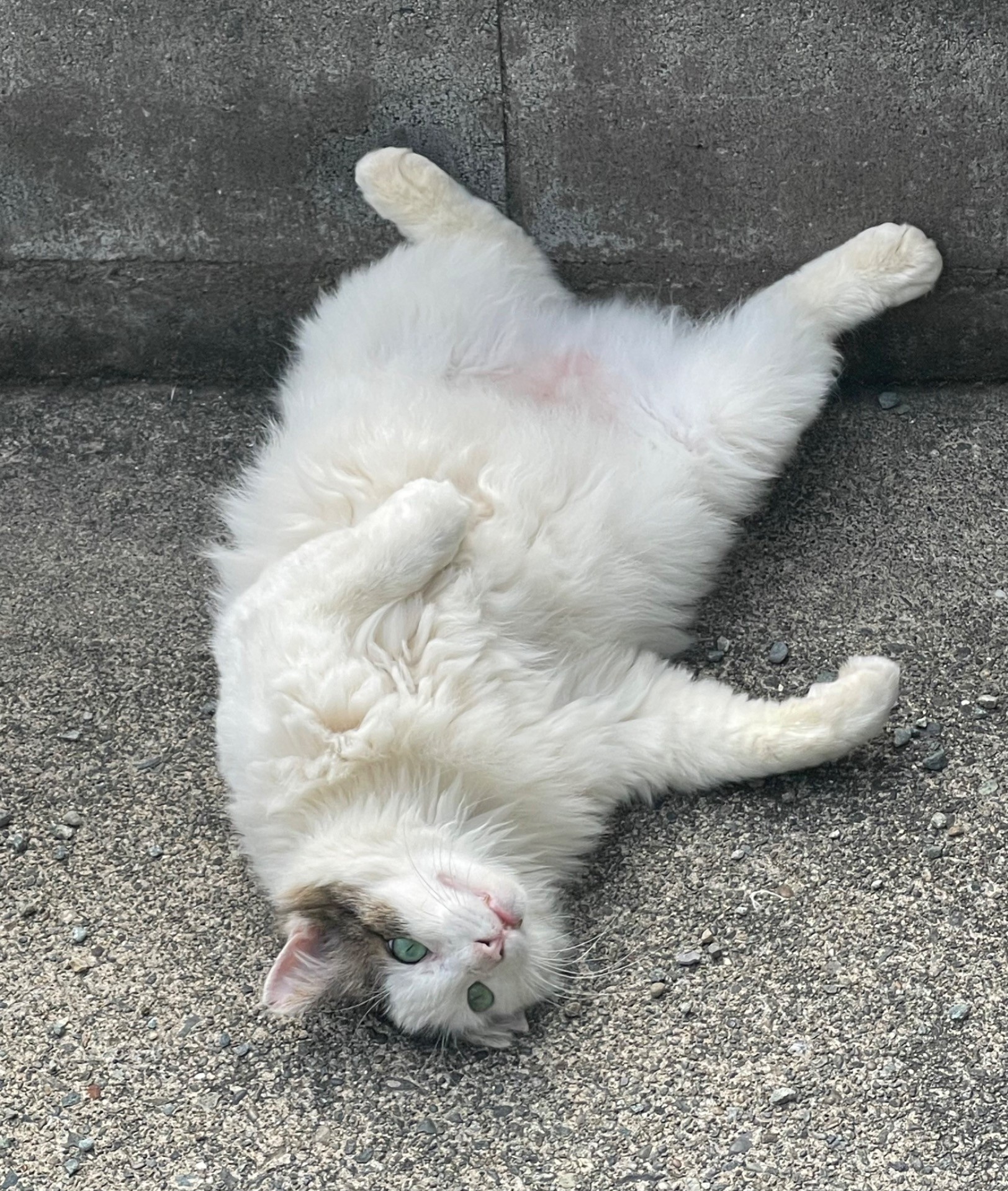 元ボス猫おかっぱちゃん