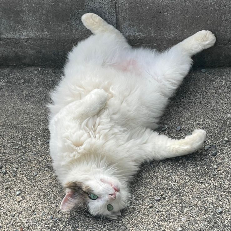 元ボス猫おかっぱちゃん