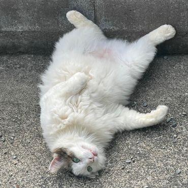 元ボス猫おかっぱちゃん