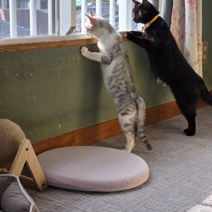 外が懐かしいのかな?
