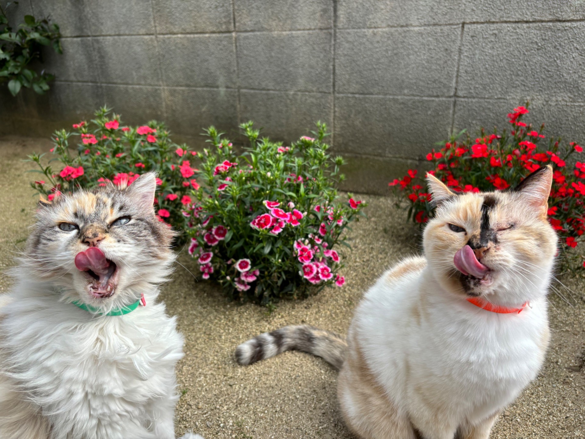 『食べることは生きること』