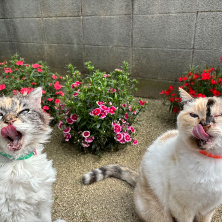 『食べることは生きること』
