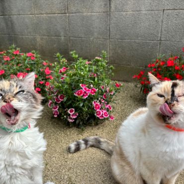 『食べることは生きること』