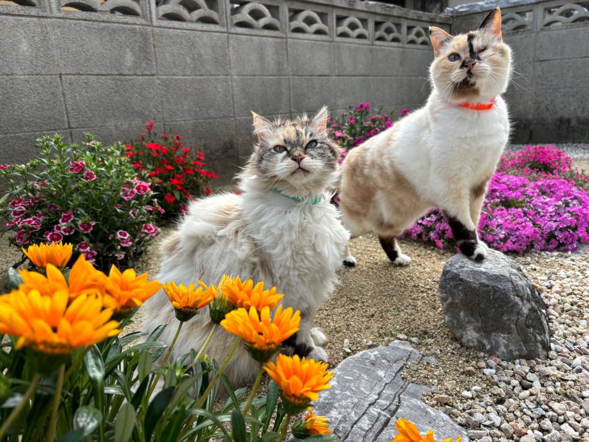 春が来たね