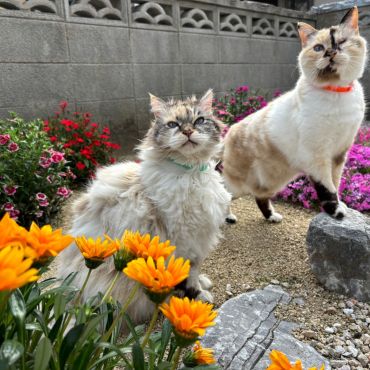 春が来たね
