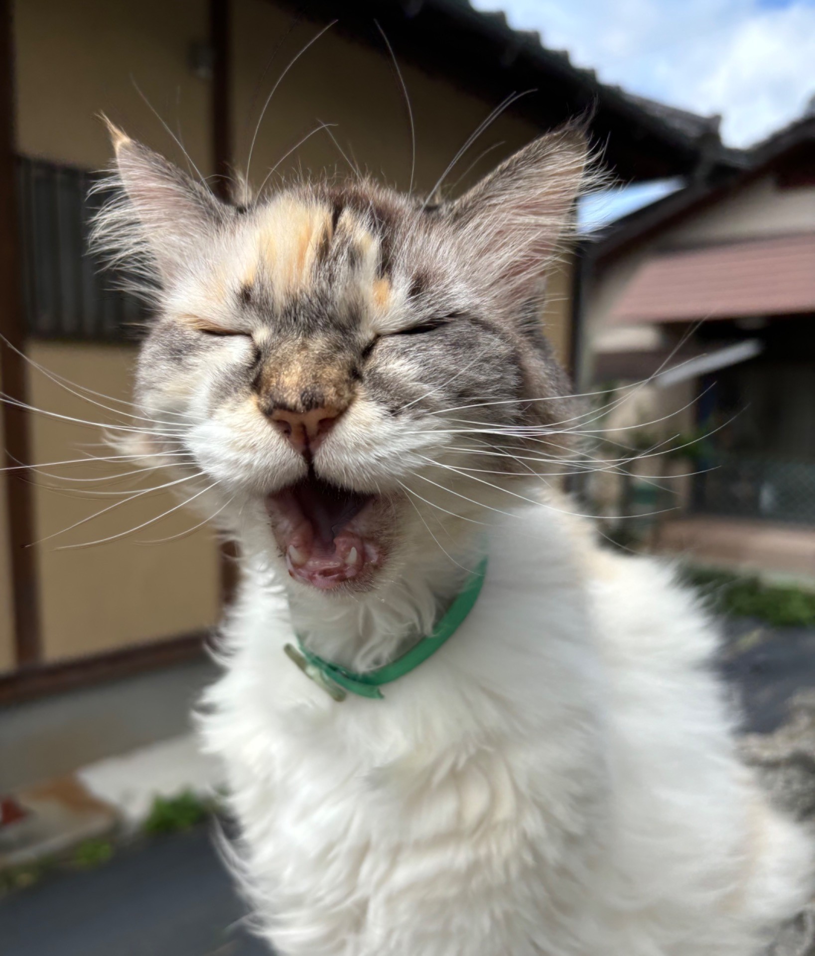 世界中のワンニャンに幸あれ