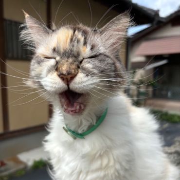 世界中のワンニャンに幸あれ