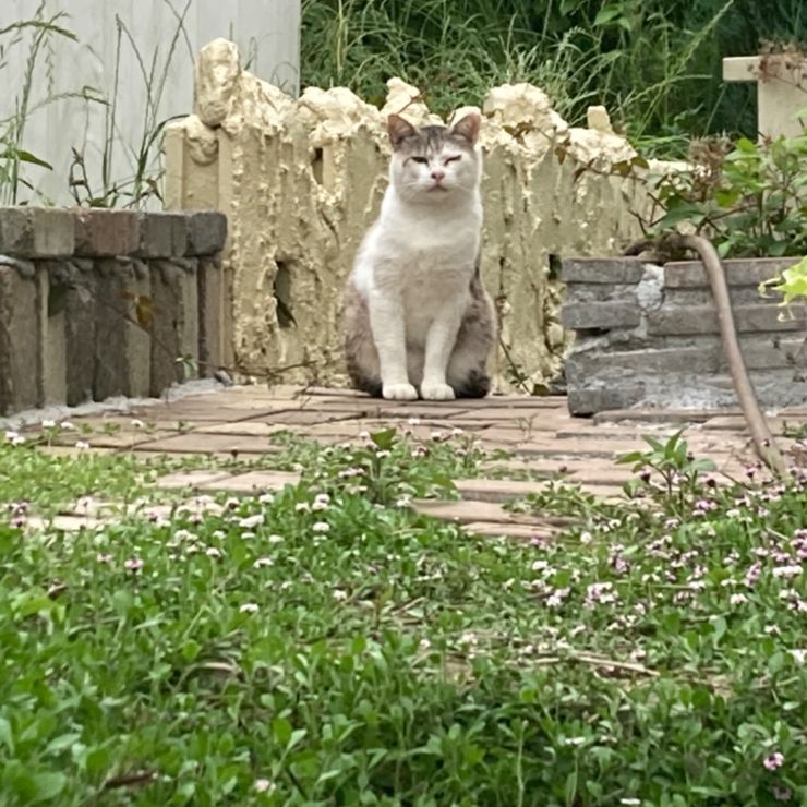 ここのおうちのこになりたいなぁ