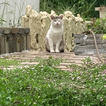 ここのおうちのこになりたいなぁ