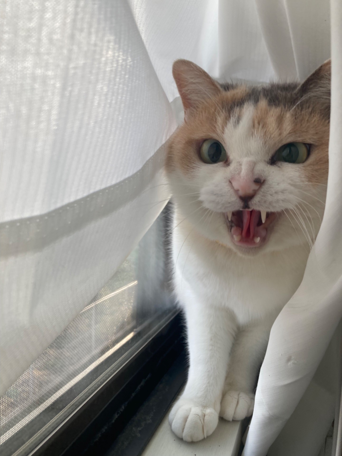シャー