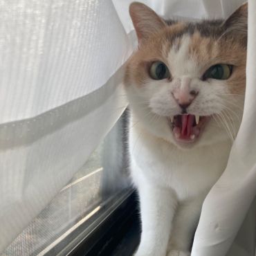 シャー