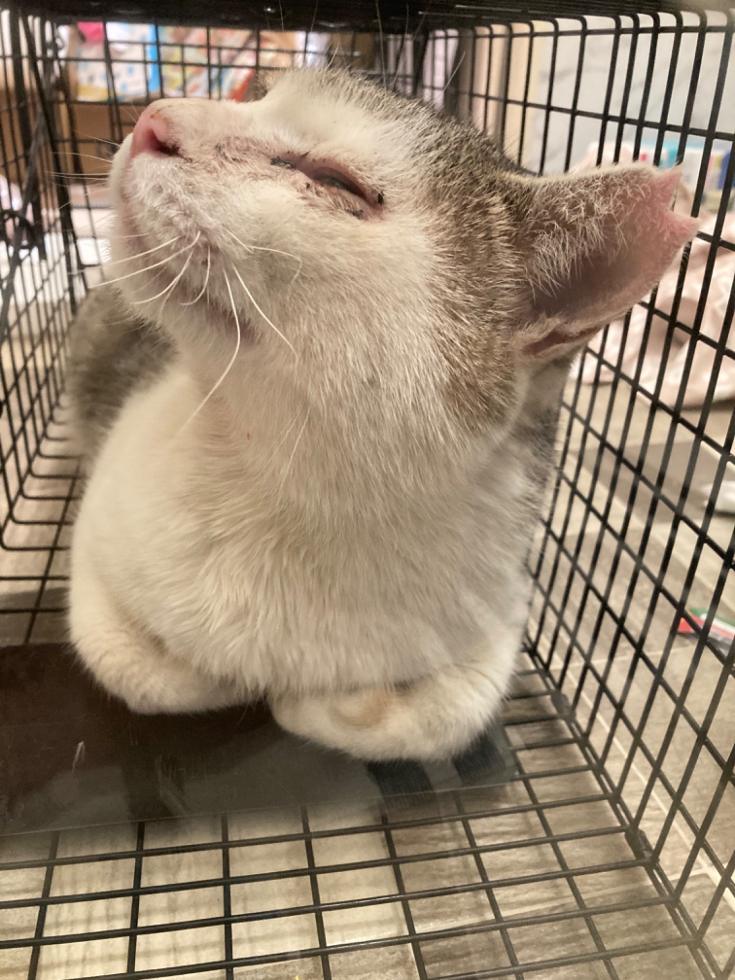 今日から地域猫