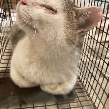 今日から地域猫