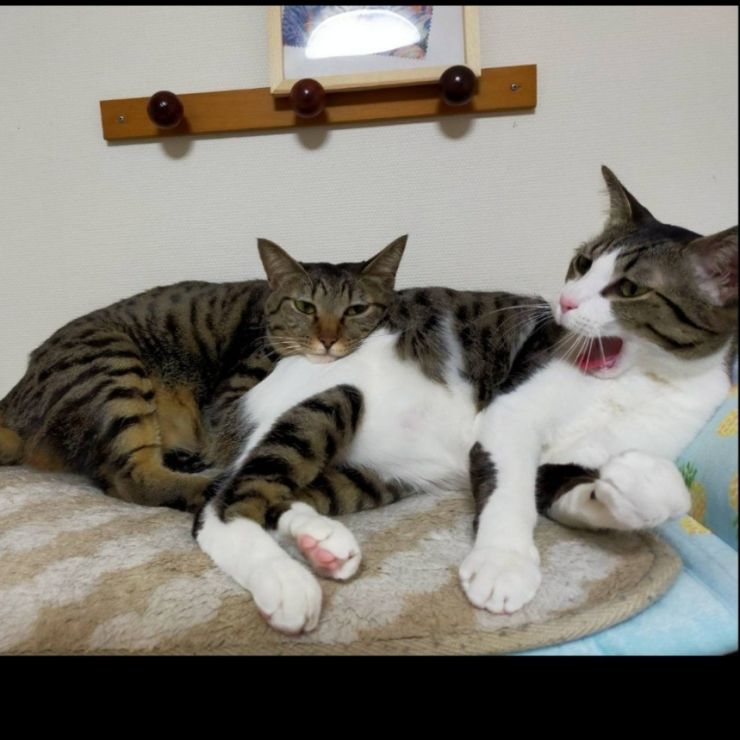 重たいにゃ！