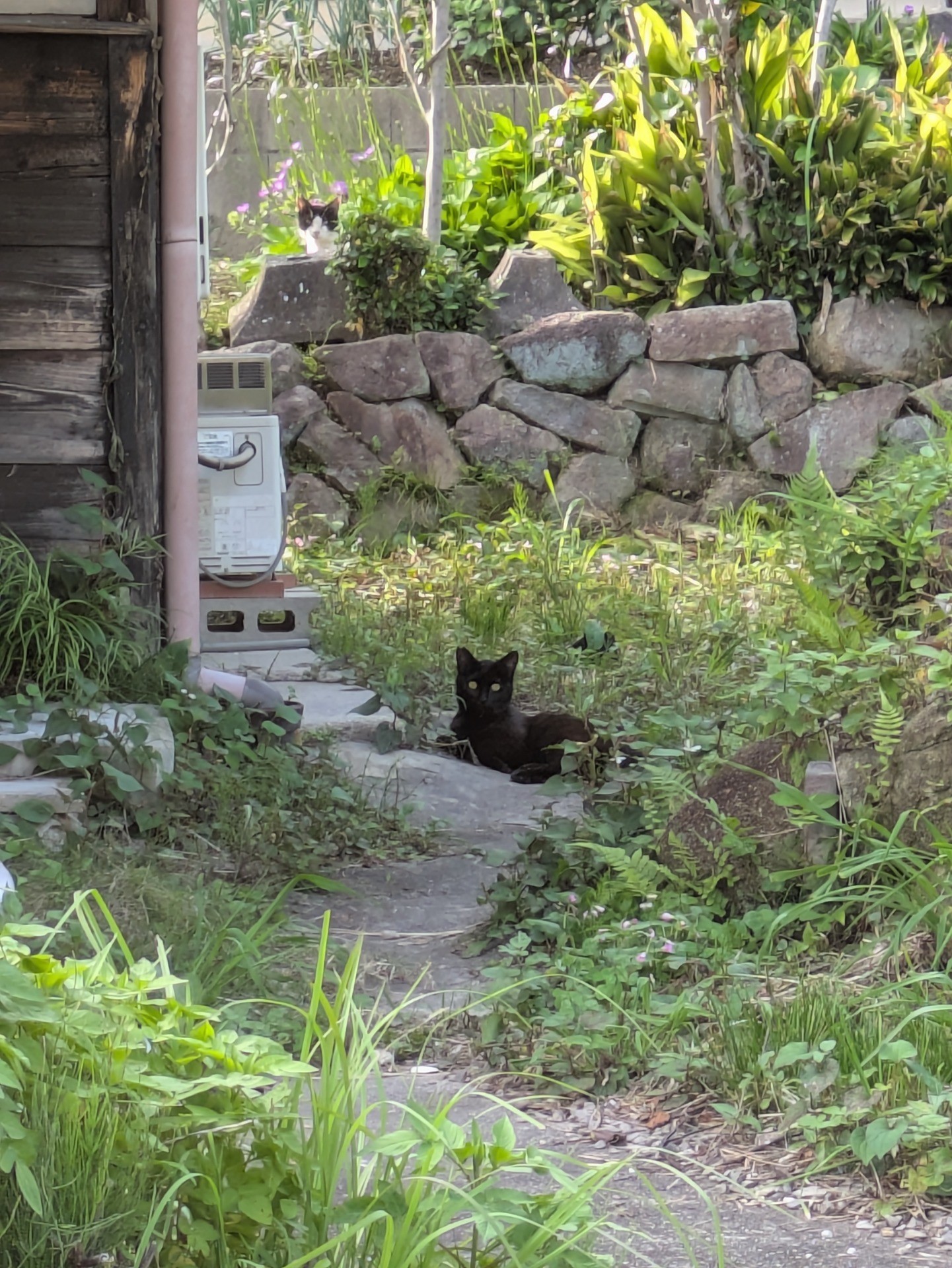地域の一員だにゃん